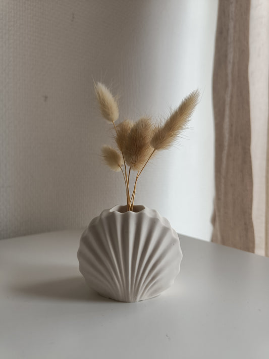 Small Shell Decoration